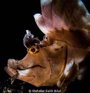 A Rhinopia Eschmeyeri in Bali. Retra snoot. by Mehmet Salih Bilal 